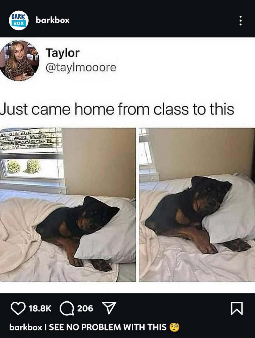 barkbox